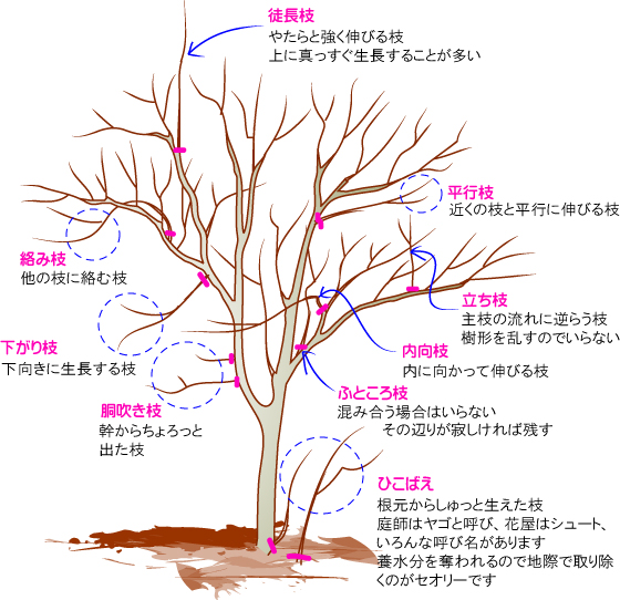 gardening-file-sentei-imieda1-1.jpg